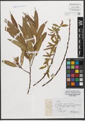 Foto von Salix L.